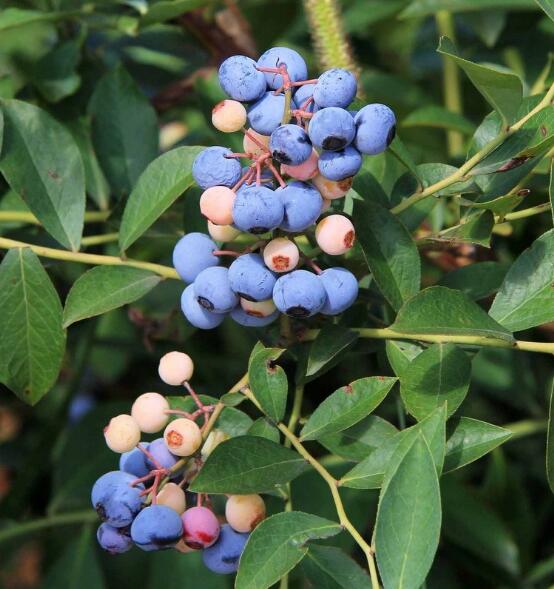 蓝莓有哪些品种 蓝莓种类大全图片(图文详解)(2)