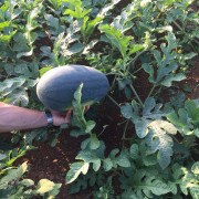 种得利瓜菜种植合作社