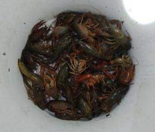 刘远宾青红虾人工养殖户