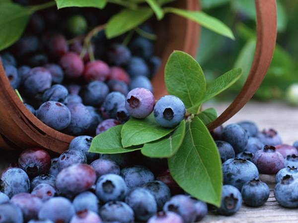 淘米水的特殊功用 蓝莓怎么洗