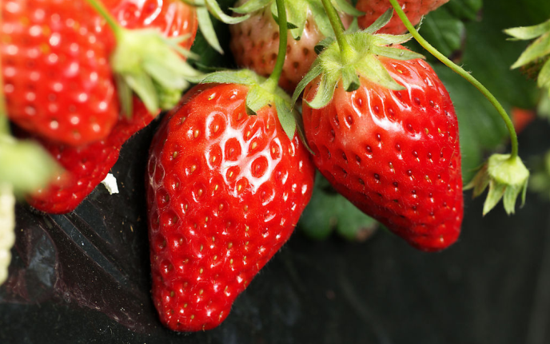 草莓怎么洗才干净 水果百科提醒你