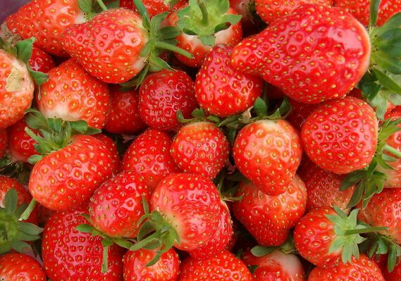 草莓的功效与作用禁忌 降血脂助消化（肾不好的要少吃）