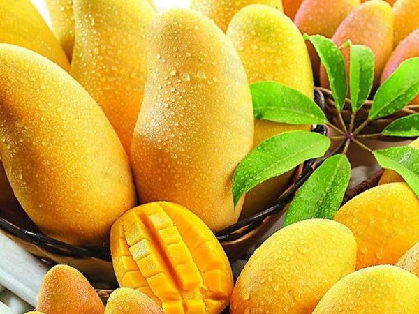 破解你的眩晕状态 吃芒果的好处和坏处