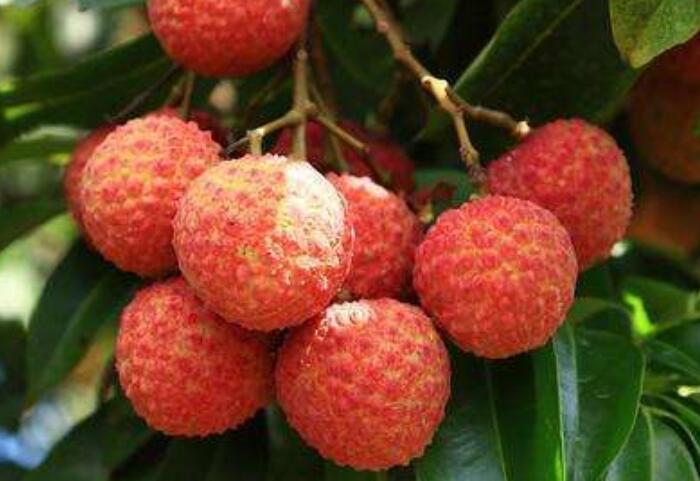 荔枝的功效与作用，“南国四大果品”之一果然有料
