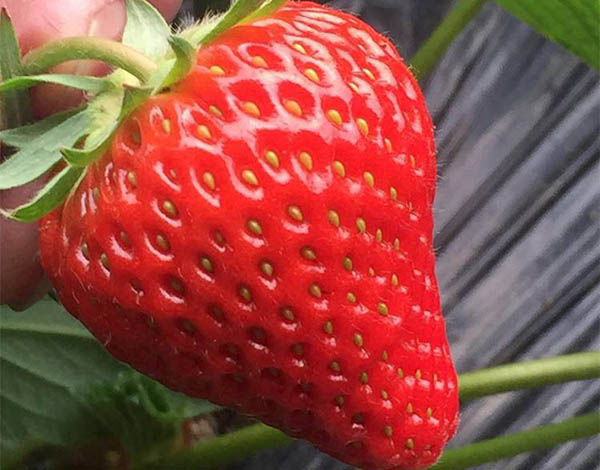 草莓四种正确保存方法 冰草莓可以保存更长时间