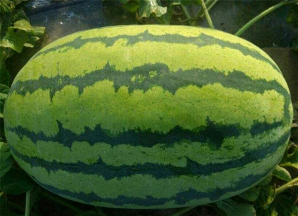 特大西瓜品种介绍 什么西瓜品种长得最大