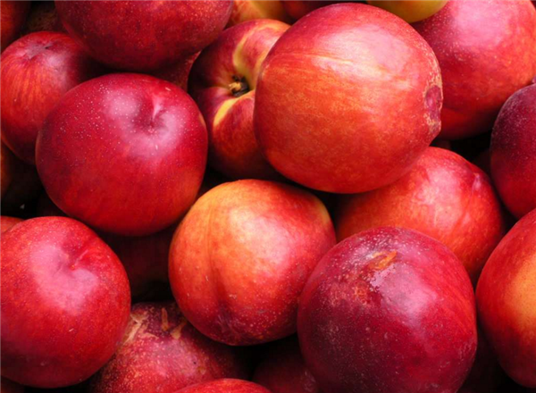 油桃和什么不能一起吃 吃油桃的禁忌是什么