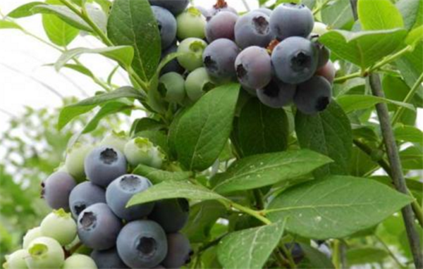 蓝莓树怎么种 蓝莓种植适合什么地方