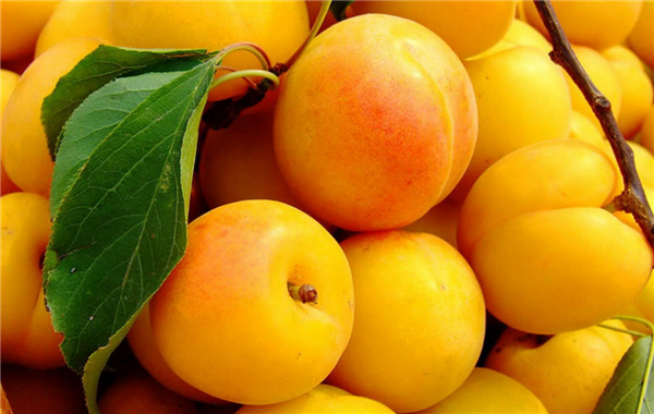 杏子一次吃多少合适 杏子吃多了会怎样
