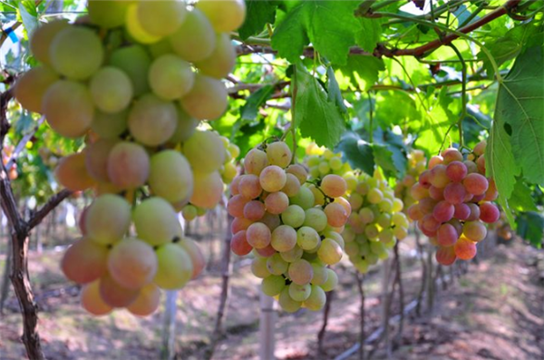 葡萄适宜的贮藏条件是什么 储藏与贮藏葡萄的区