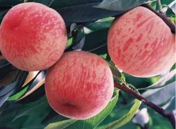 水蜜桃什么时候成熟 水蜜桃季节是几月份
