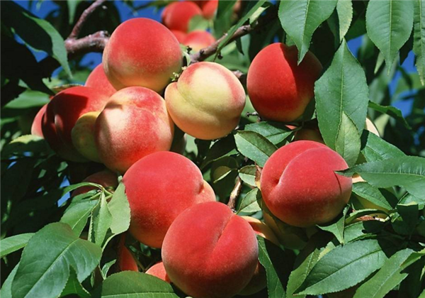水蜜桃属于什么水果 水蜜桃是凉性水果吗