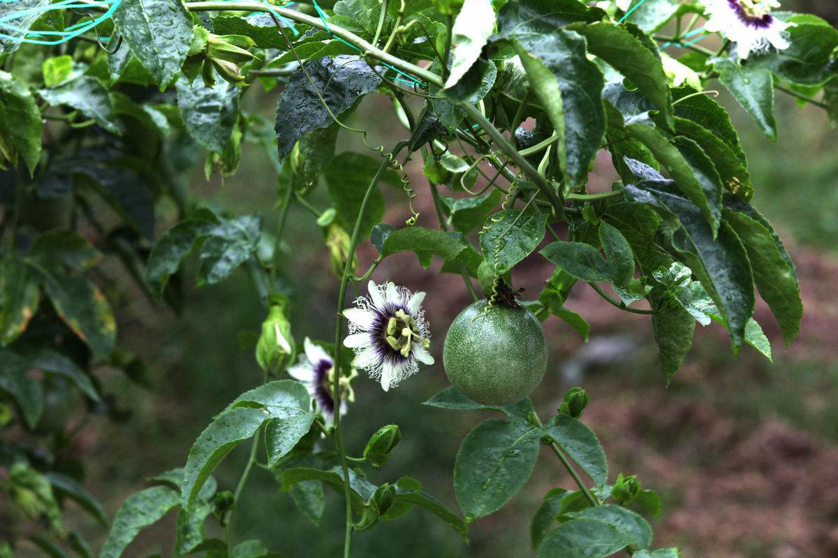 鸡蛋果树种植方法 鸡蛋果树种植注意事项