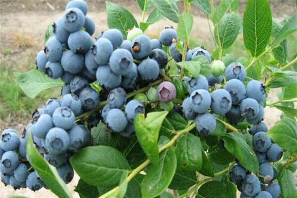 蓝莓什么品种好，蓝莓哪个品种最高甜度