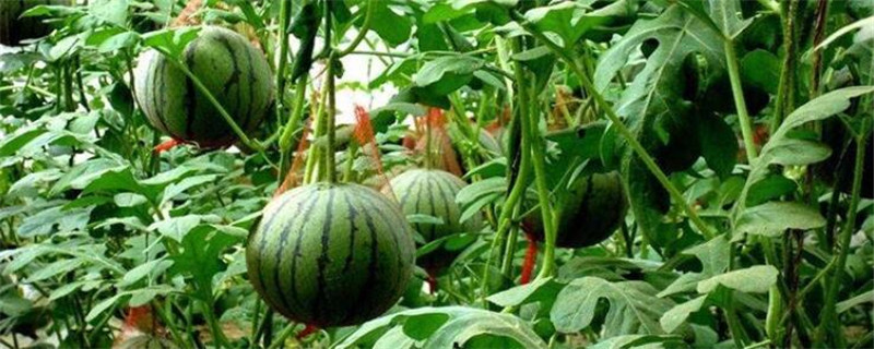 西瓜种植方法与时间 鲜淘网