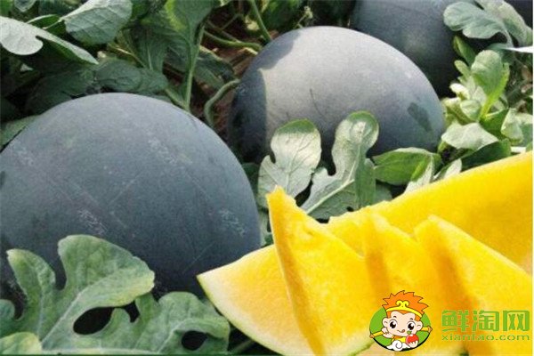无籽西瓜是转基因吗，无籽西瓜的培育过程