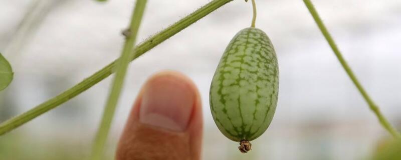 拇指西瓜是几月种植的