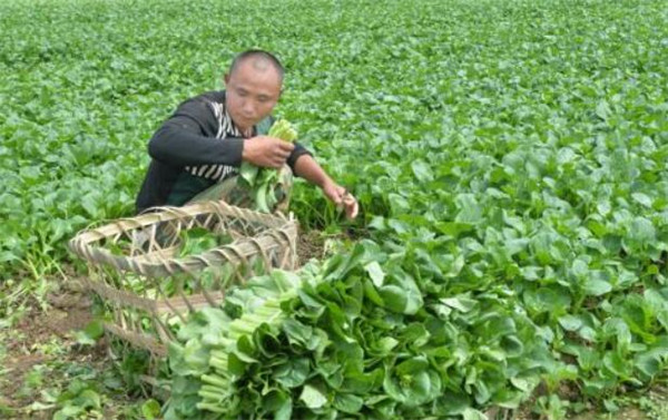 上海青的种植方法，选用良种做好田间管理