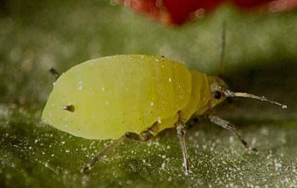 青菜主要虫害的防治方法 菜青虫杀伤率百分百 鲜淘网