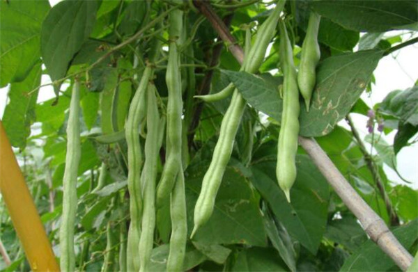 阳台种植四季豆的方法，四季豆的病虫害防治