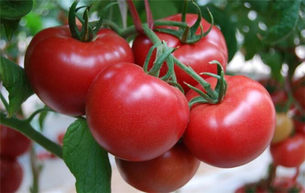 西红柿的播种方法，西红柿的种植条件