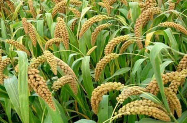 小米种植技术，小米种植田间管理很重要