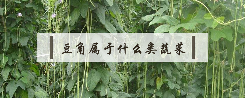 豆角属于什么类蔬菜