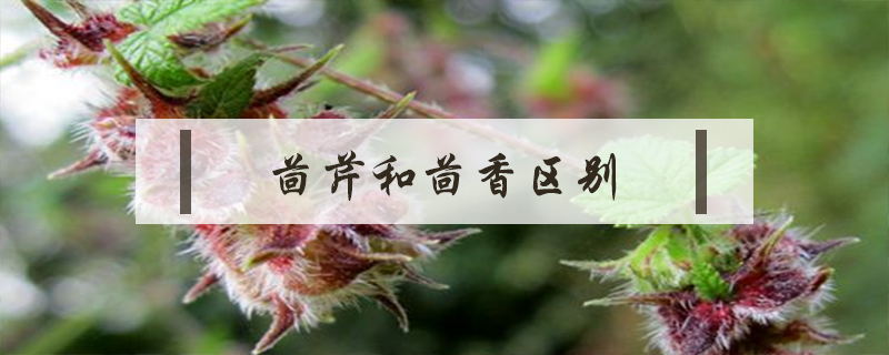 茴芹和茴香区别