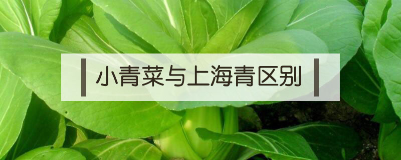 小青菜与上海青区别