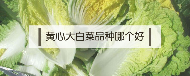 黄心大白菜品种哪个好