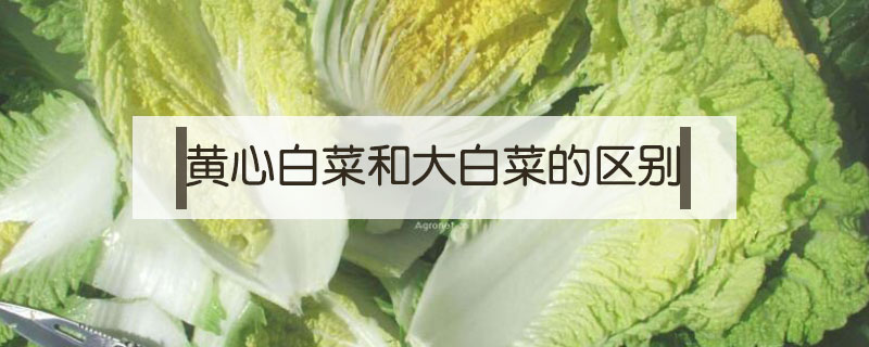 黄心白菜和大白菜的区别