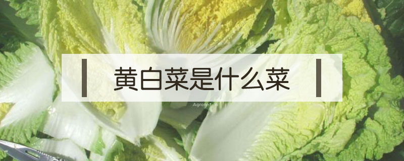 黄白菜是什么菜