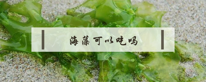 海藻可以吃吗