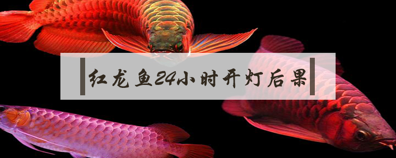 红龙鱼24小时开灯后果