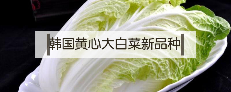 韩国黄心大白菜新品种