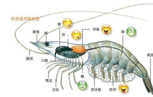 虾头里白色条状物是啥