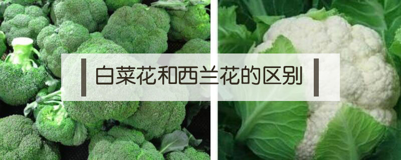 菜花和西兰花有什么区别 菜花的营养价值及功效 鲜淘网