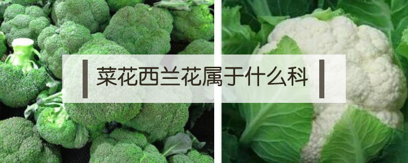 菜花西兰花属于什么科