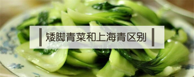 矮脚青菜和上海青区别