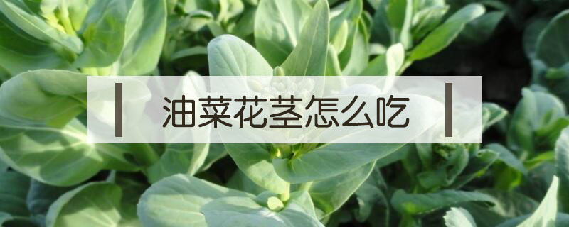 油菜花茎怎么吃