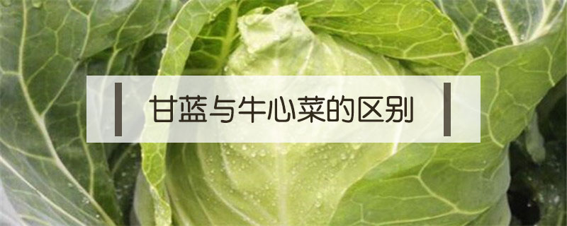 甘蓝与牛心菜的区别