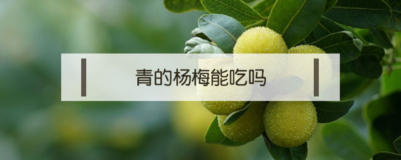 青的杨梅能吃吗