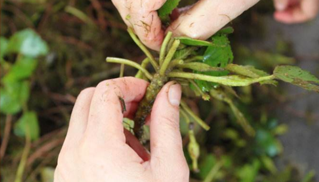 菱角根茎怎么做好吃，菱角根茎的功效与作用