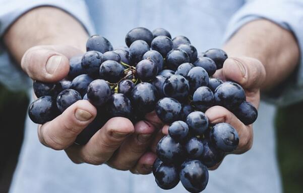 吃葡萄能减肥吗，晚上吃葡萄会胖吗