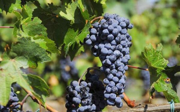 夏黑葡萄是凉性的吗，夏黑葡萄的功效与作用