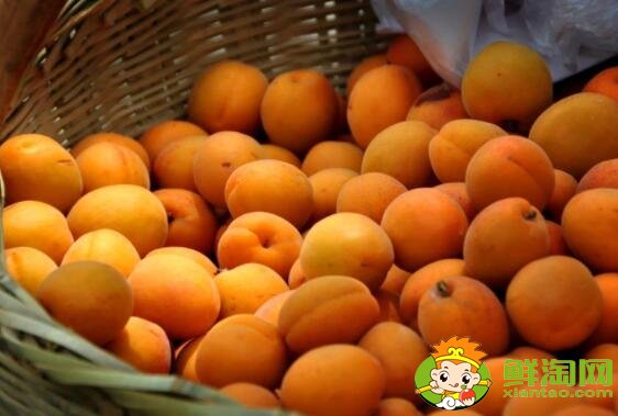杏子是银杏果实吗，外形像杏子一样的果实
