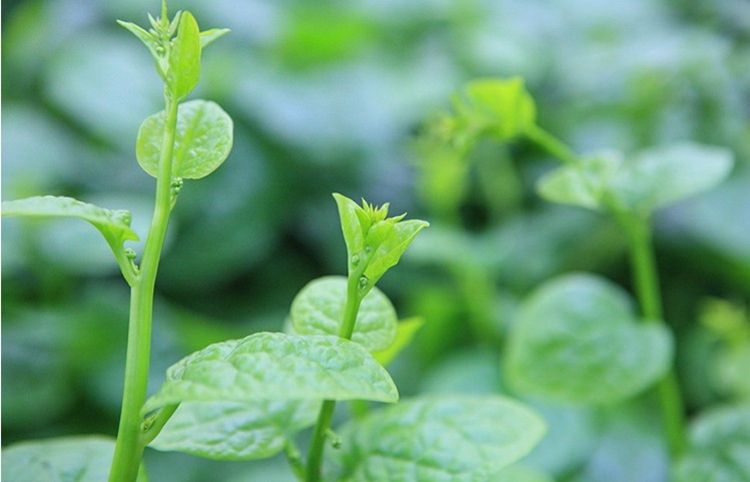 大叶木耳菜几时开花结子，木耳菜会开花留种子吗