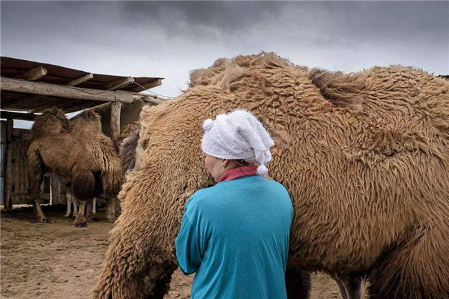 一个骆驼一天能产多少奶，骆驼鲜奶多少钱一斤