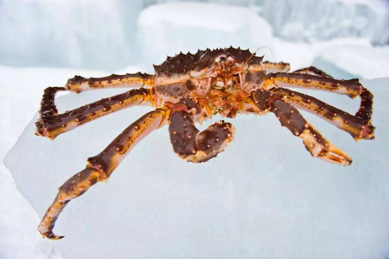  世界最大的帝王蟹有多大，帝王蟹产地哪里最好吃