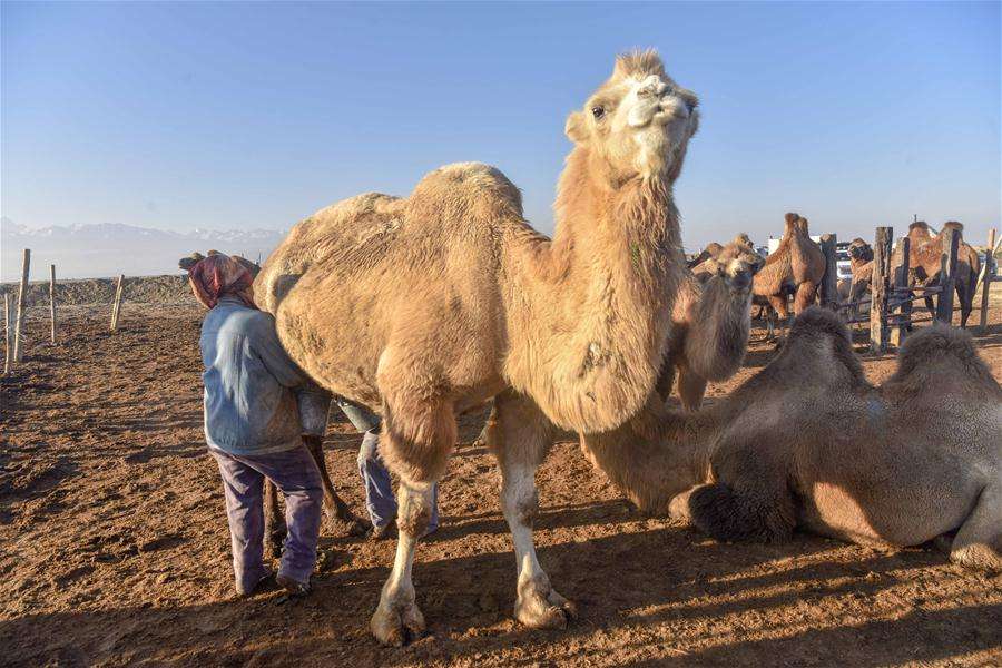 迪拜骆驼奶好喝吗，哪里能买到好的骆驼奶